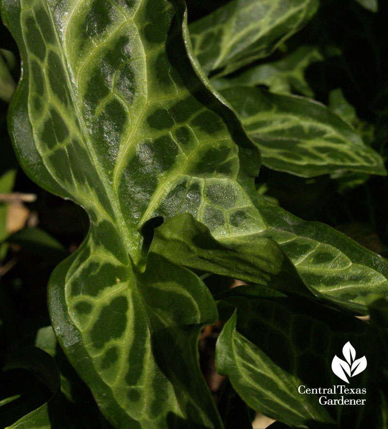 Arum italicum 