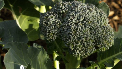 organic broccoli