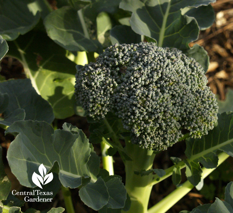 organic broccoli 