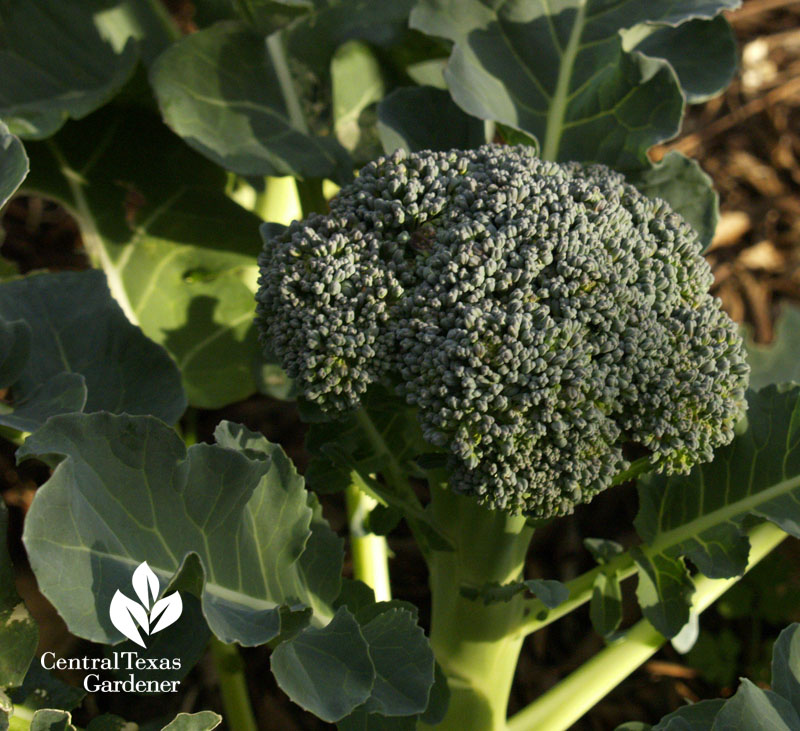 organic broccoli organic broccoli