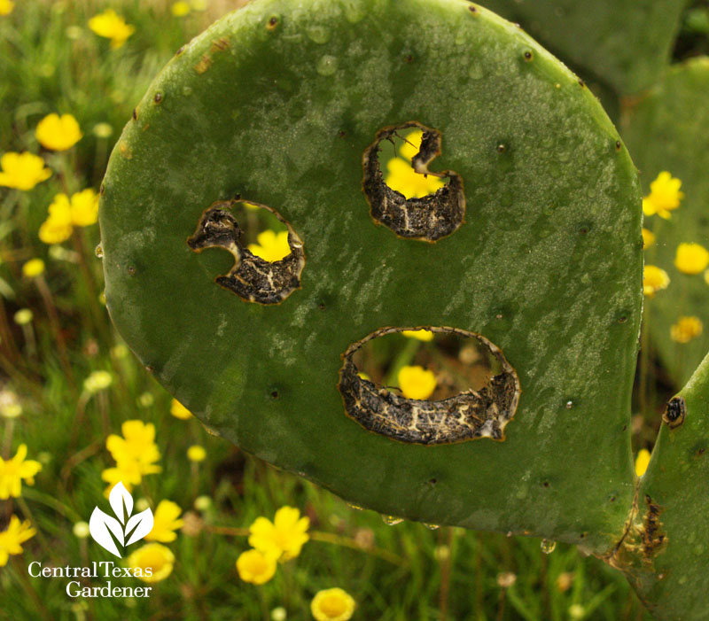 prickly pear cactus cute carving prickly pear cactus cute carving