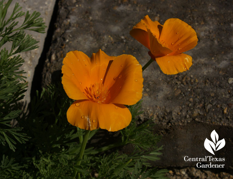 california poppy 