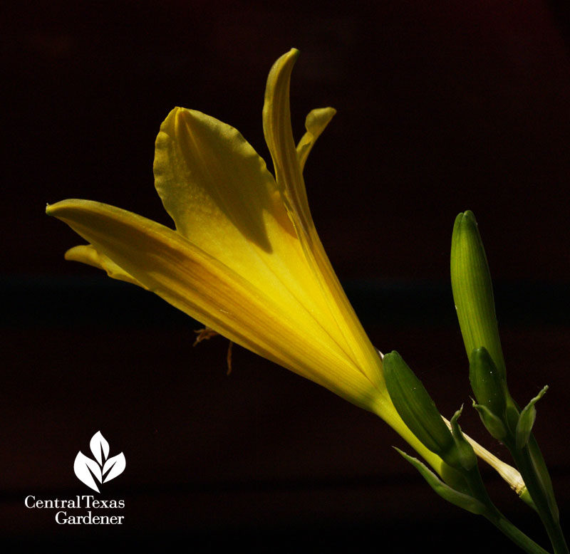 Yellow daylily Central Texas Gardener Yellow daylily Central Texas Gardener