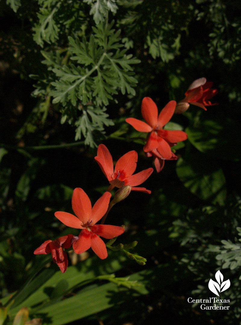 Carmine Freesia laxa 