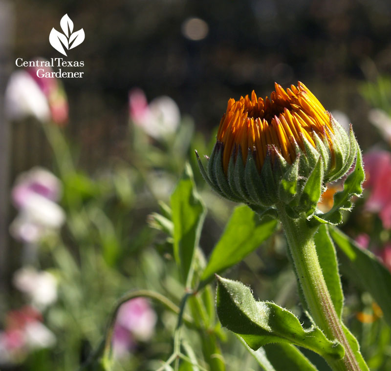 Gazania bud