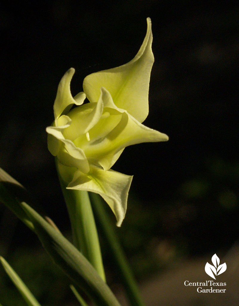 gladiolus tristis 
