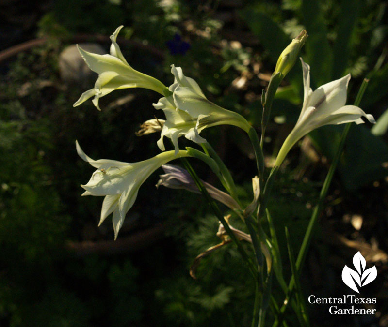 gladiolus tristis 