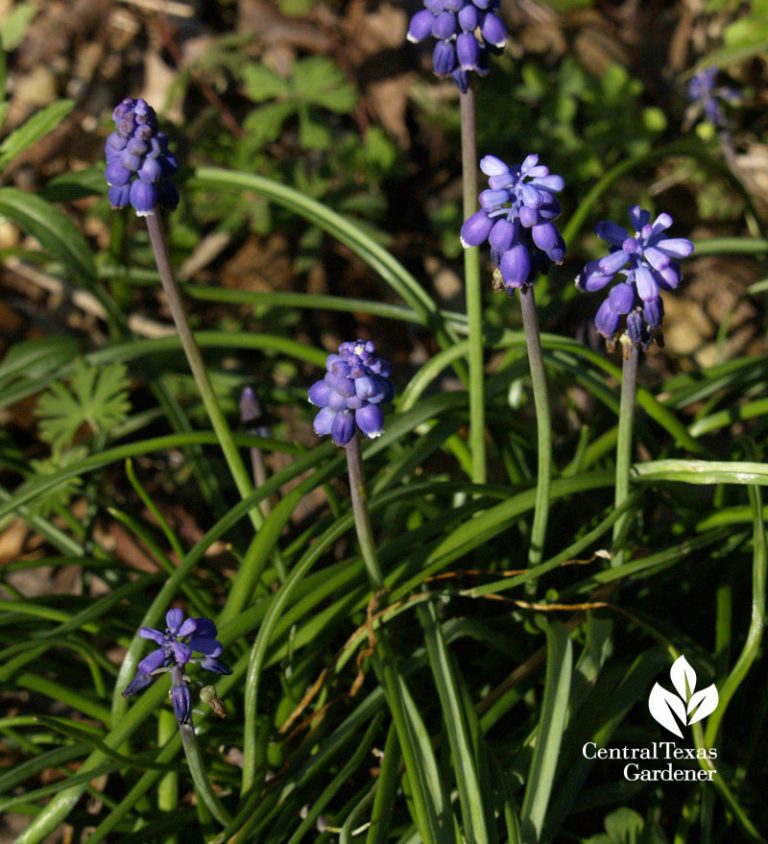 Naturalizing Bulbs Central Texas Gardener