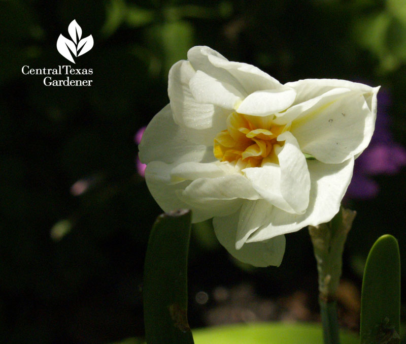 Narcissus Abba 