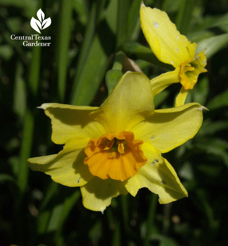 Narcissus Falconet 