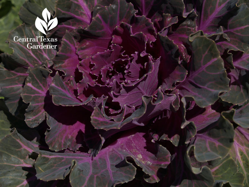 ornamental kale 