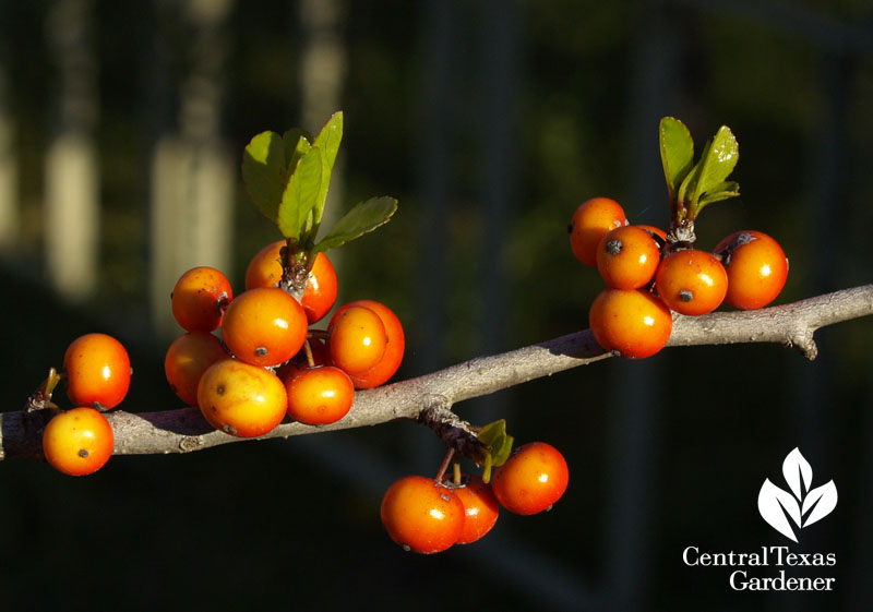 Possumhaw holly berries 