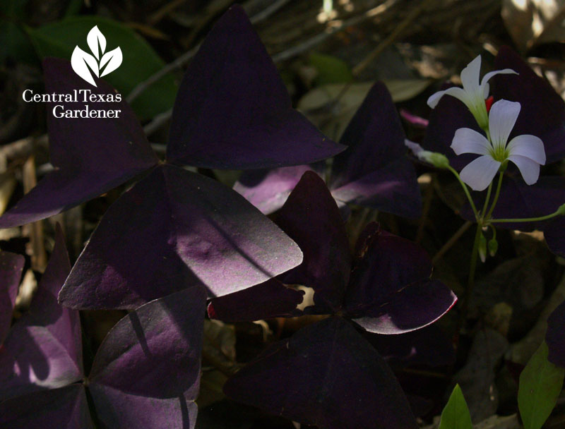 Purple oxalis Purple oxalis