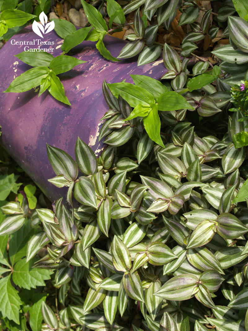 Variegated wandering jew lavender pot Variegated wandering jew lavender pot