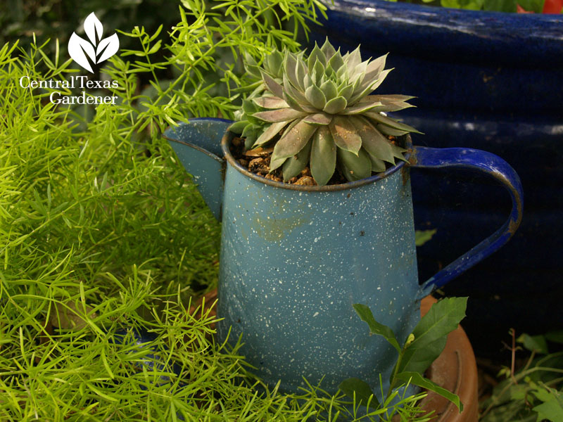 Succulent in pitcher Succulent in pitcher