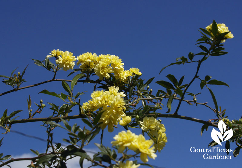 Lady Banks rose sky