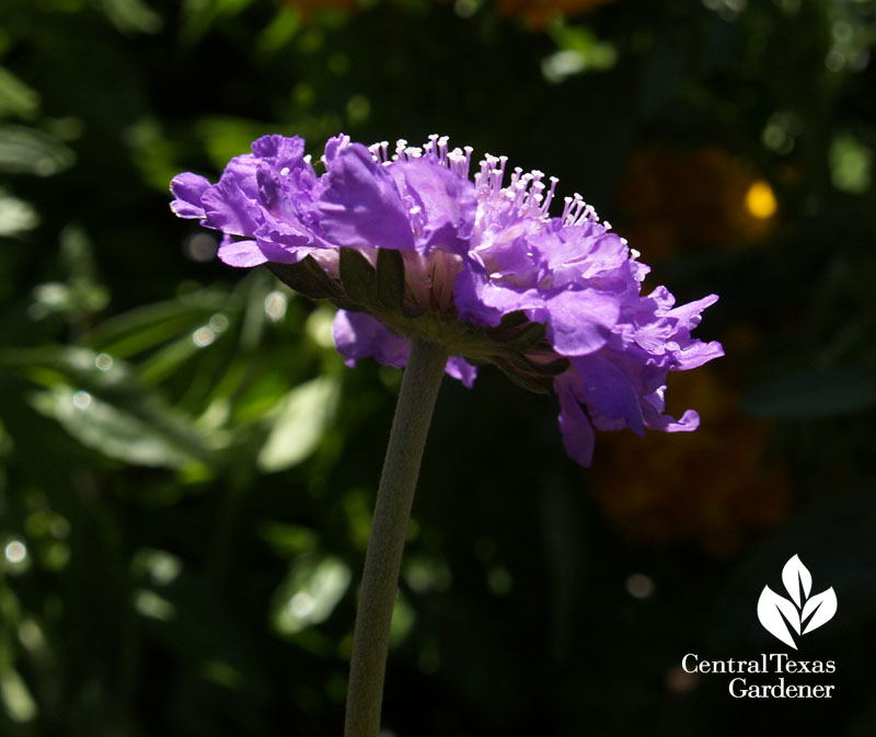 scabiosa glow