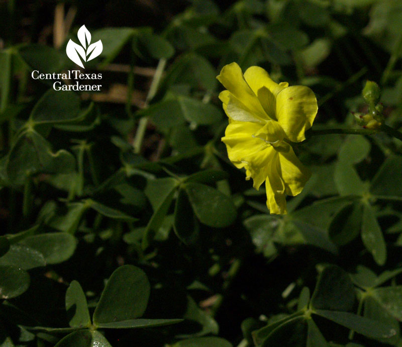 scotty's surprise oxalis 