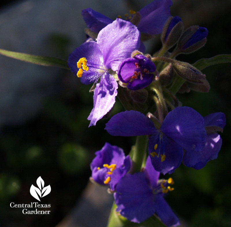 Lavender spiderwort Lavender spiderwort