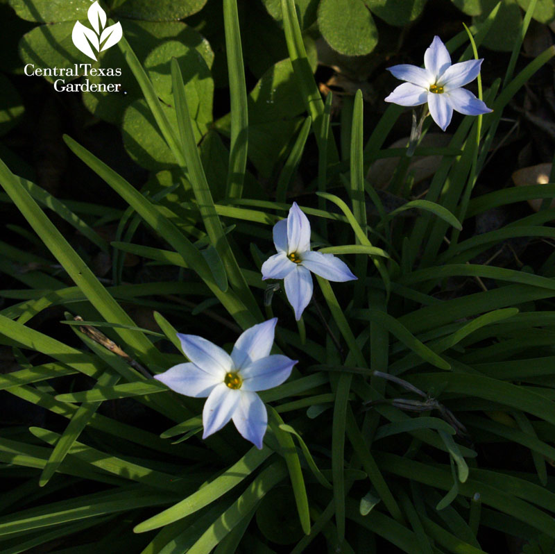 spring starflower (Ipheion uniflorum) spring starflower (Ipheion uniflorum)