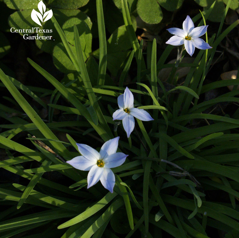 spring starflower (Ipheion uniflorum)