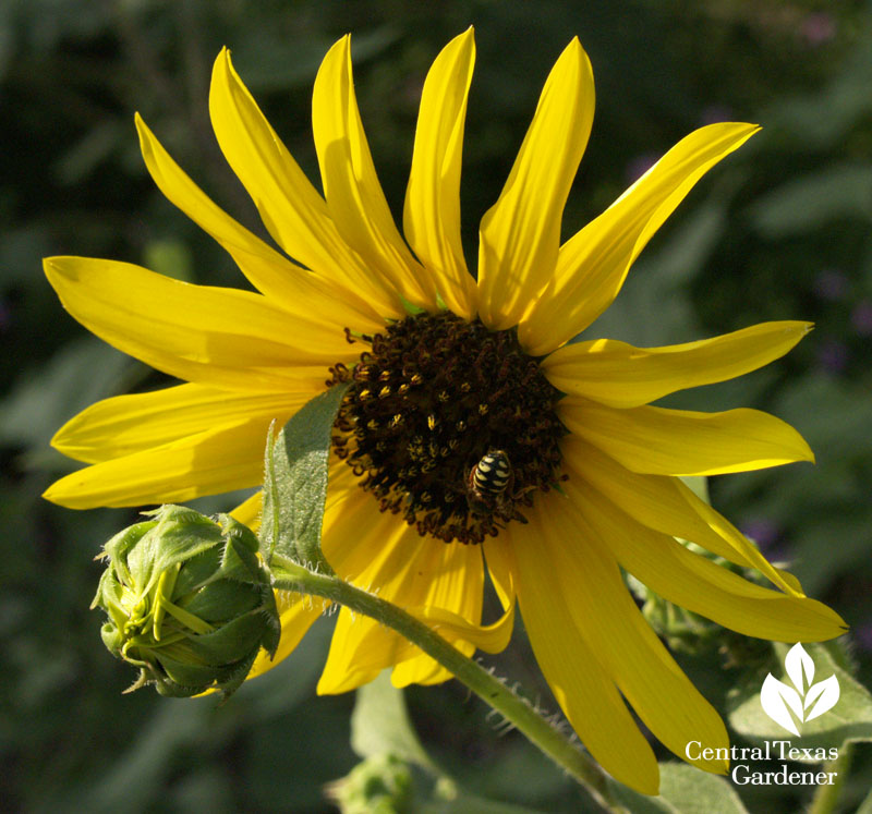 sunflower with bee 