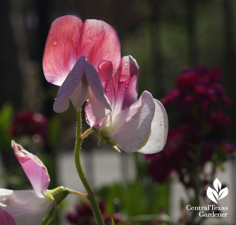 pink and white sweet pea
