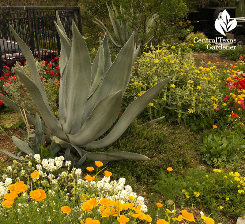 Mature agave americana with jerusalem sage