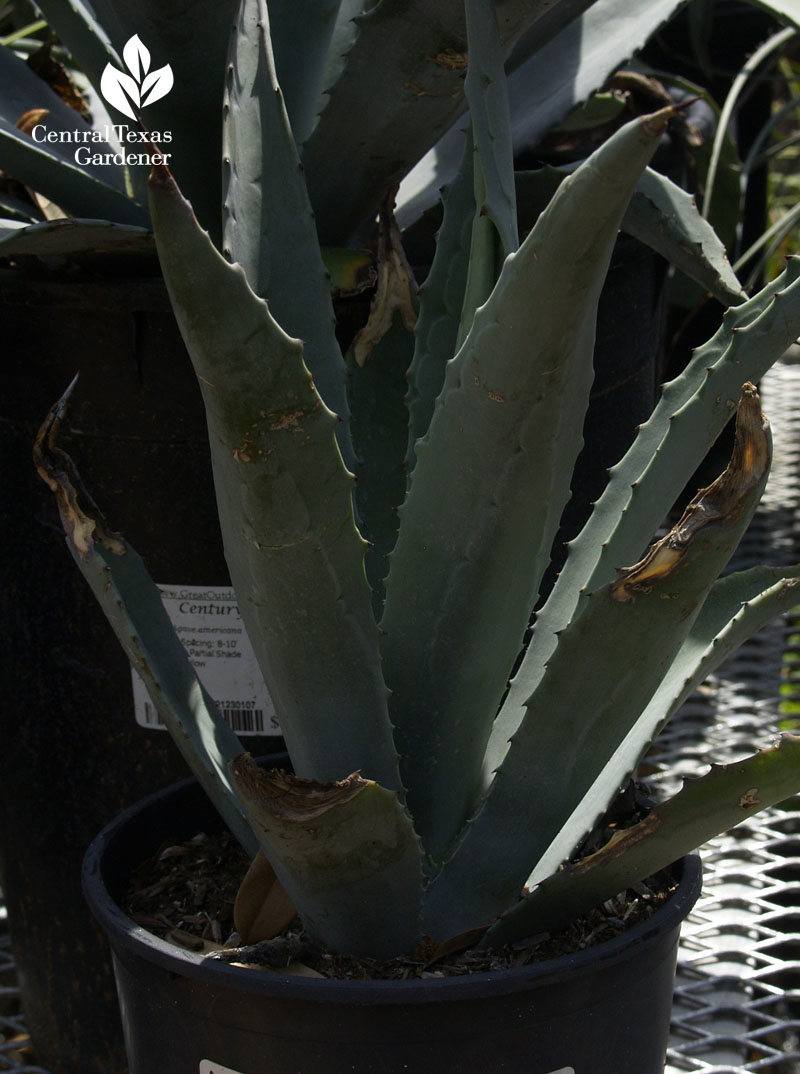 Agave americana baby