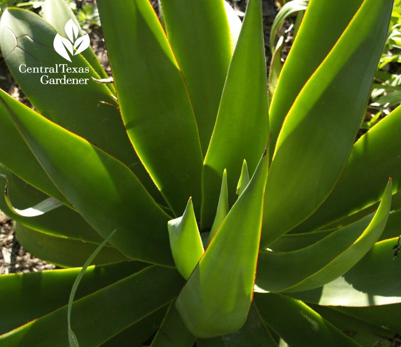 Agave celsii 