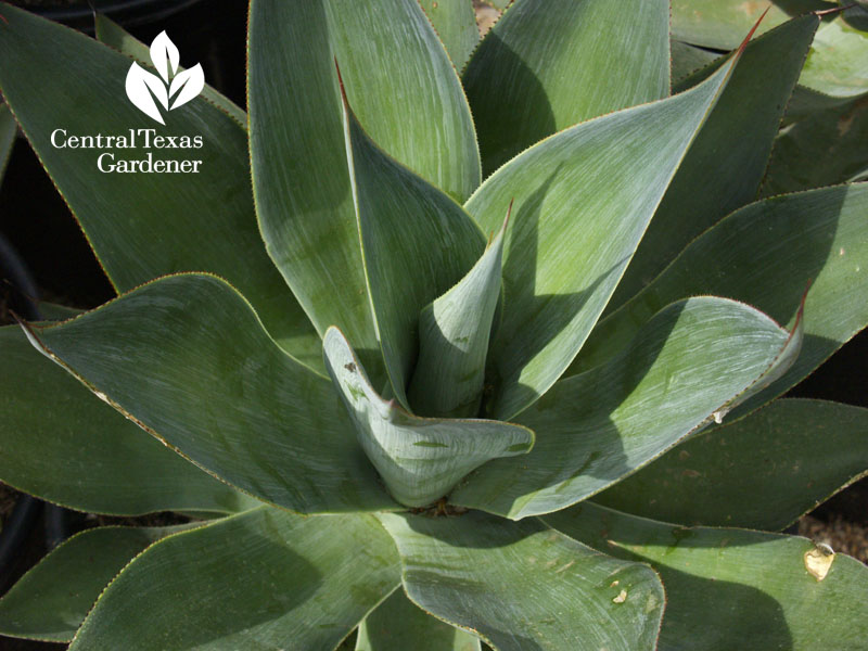 Agave shawii 'Blue Flame' 