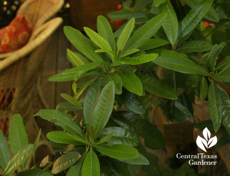 Allspice in Lucinda Hutson's garden Allspice in Lucinda Hutson's garden