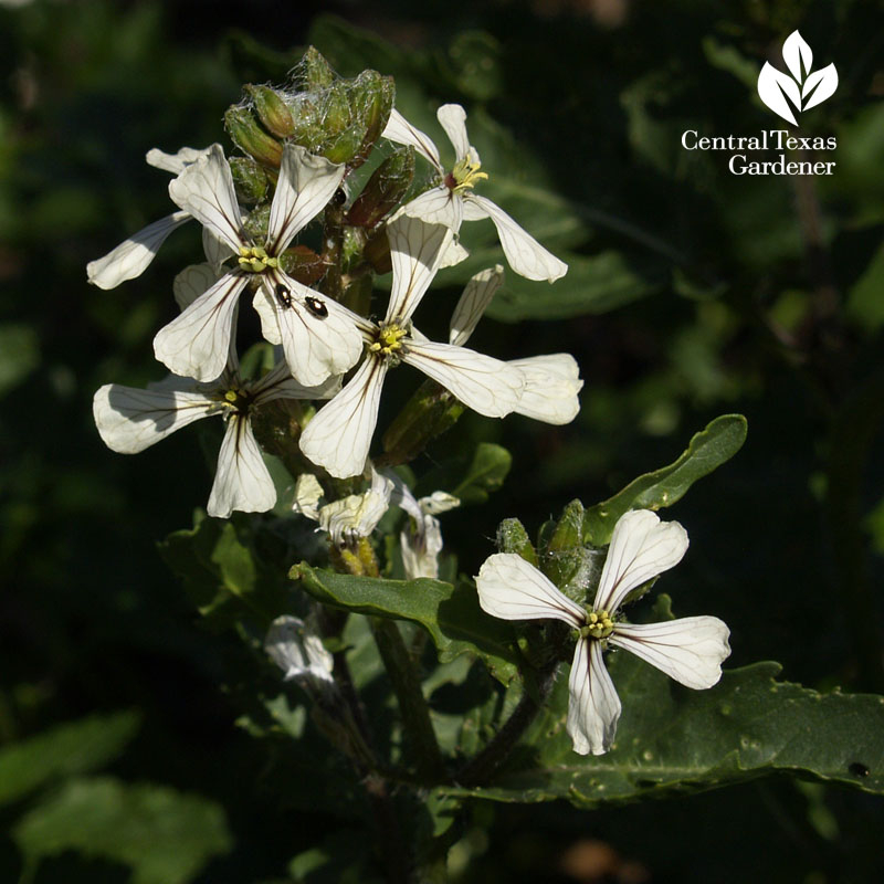 Flea beetles on Rocket arugula flowers 