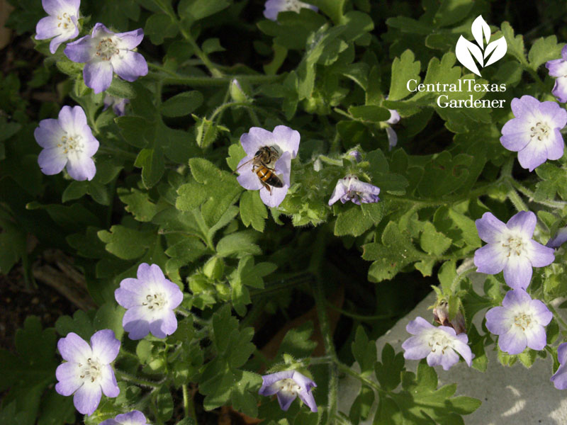 baby blue eyes native annual with bee