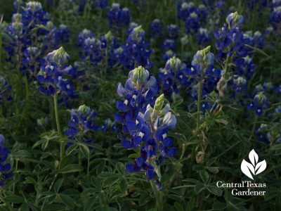 bluebonnets central texas front yard