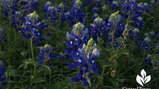 bluebonnets central texas front yard