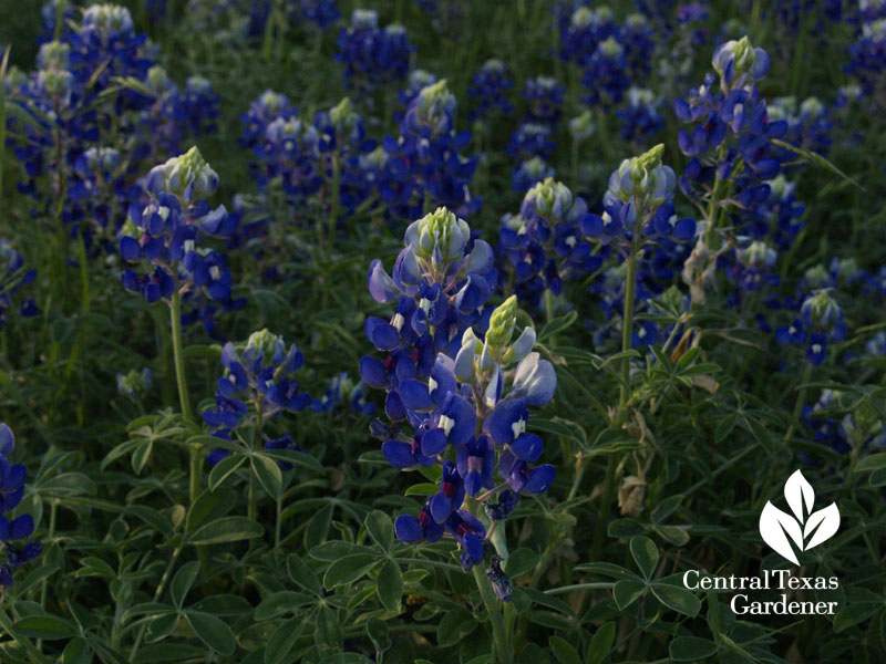 bluebonnets central texas front yard bluebonnets central texas front yard