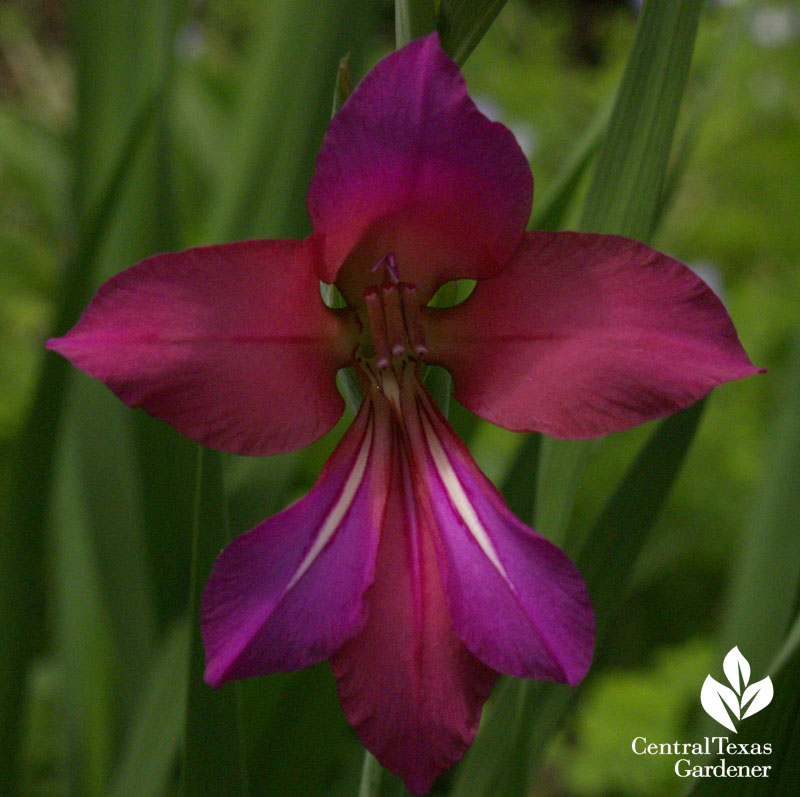 Byzantine gladiolus funny face