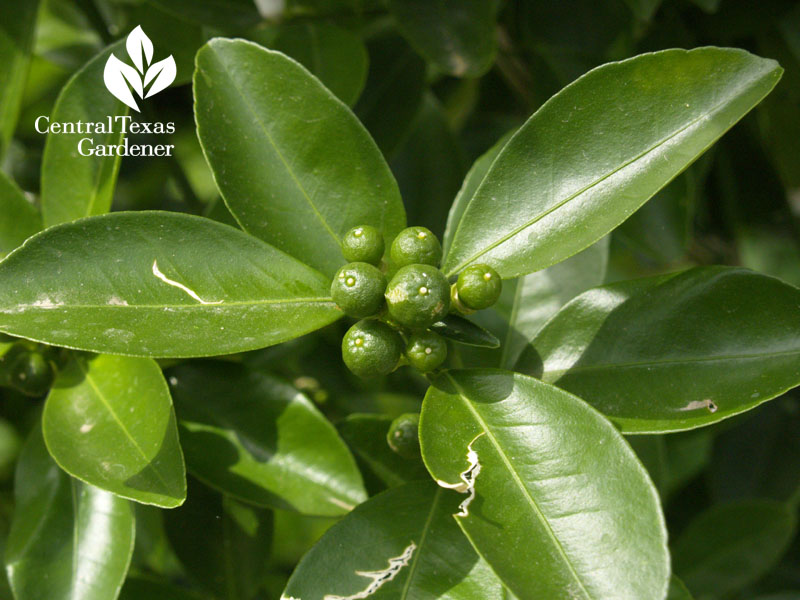 calamondin green fruits