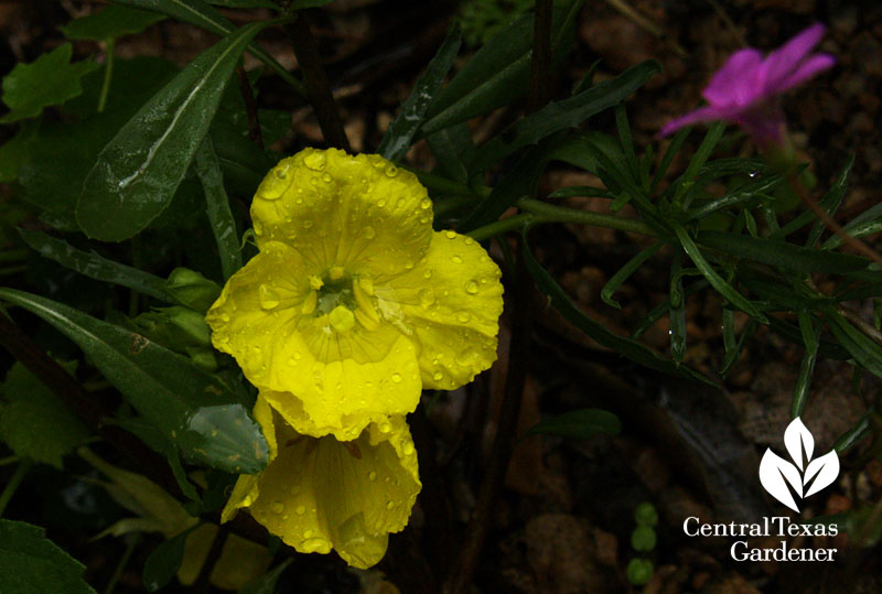 Calylophus drummondii var. berlandieri. 