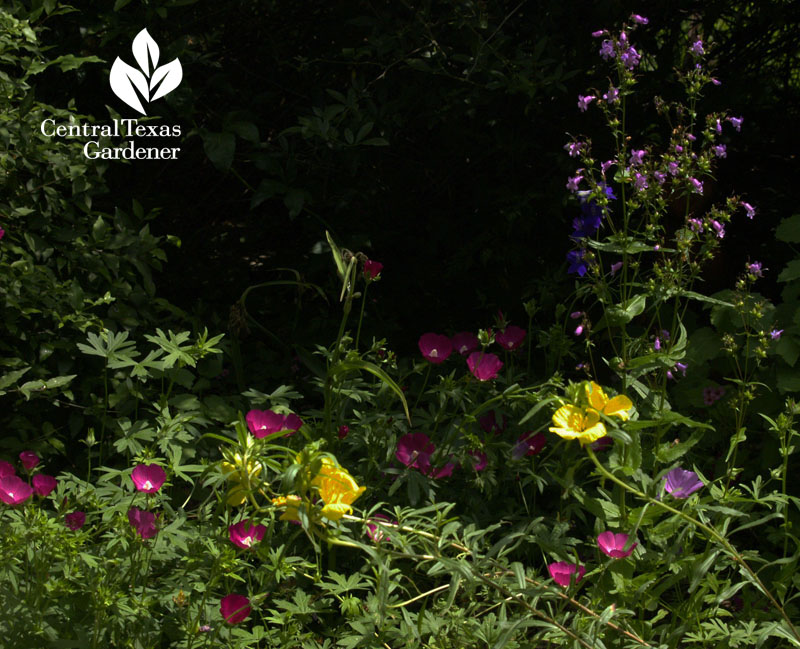 Gulf penstemon, winecup, calylophus