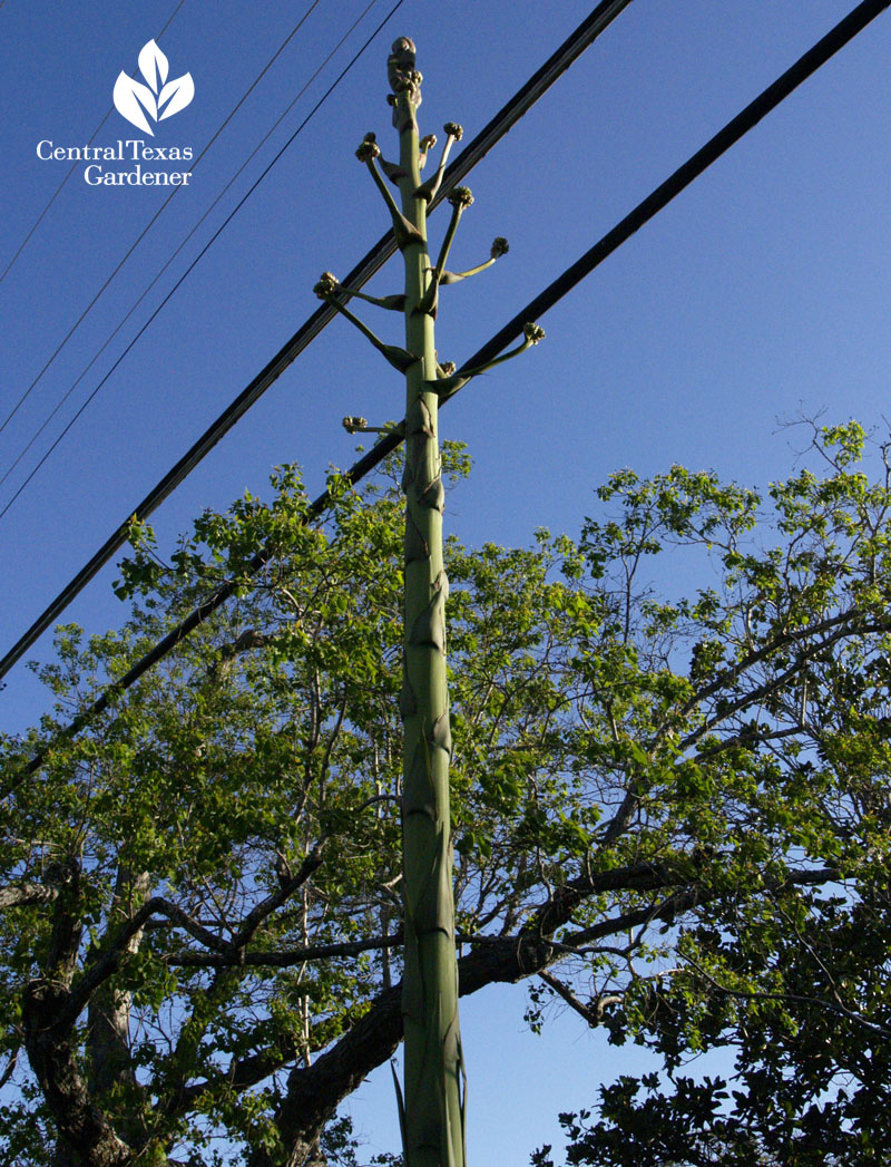 century plant bloom stalk