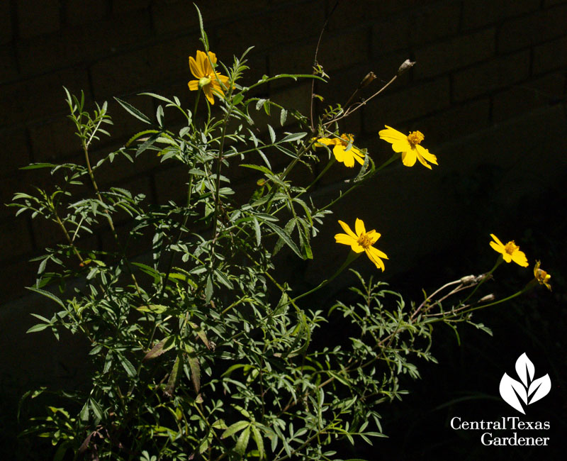 Copper Canyon daisy native perennial