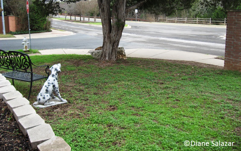 Getting rid of lawn weeds Getting rid of lawn weeds