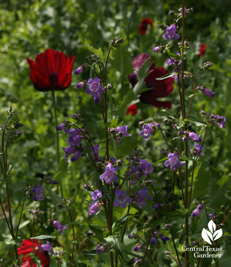 gulf penstemon with poppies wildlife plants  