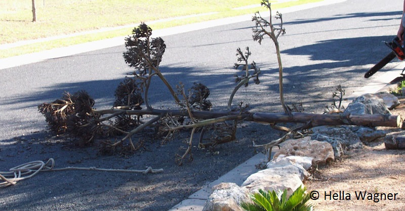 Agave americana flower stalk on ground