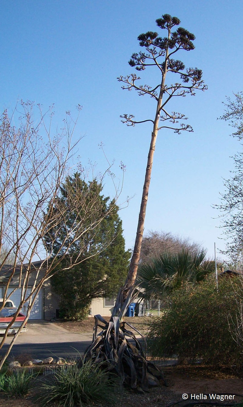 Agave americana bloom stalk