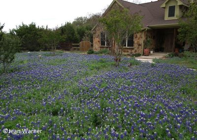 jean warner's bluebonnets front yard Central Texas