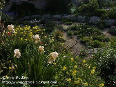 Jenny Stocker Rock Rose blogger garden