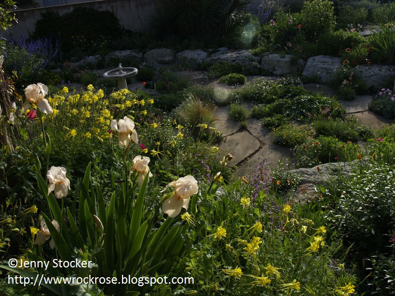 Jenny Stocker Rock Rose blogger garden 